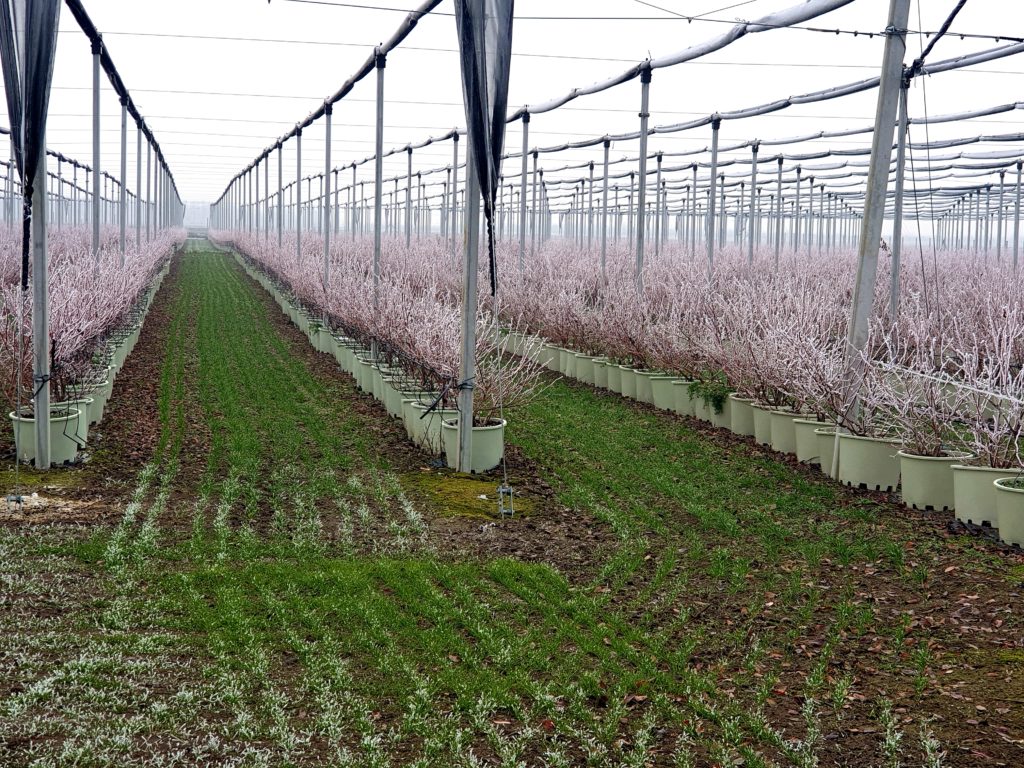 Berry Blue blauwe bessen tijdens winter