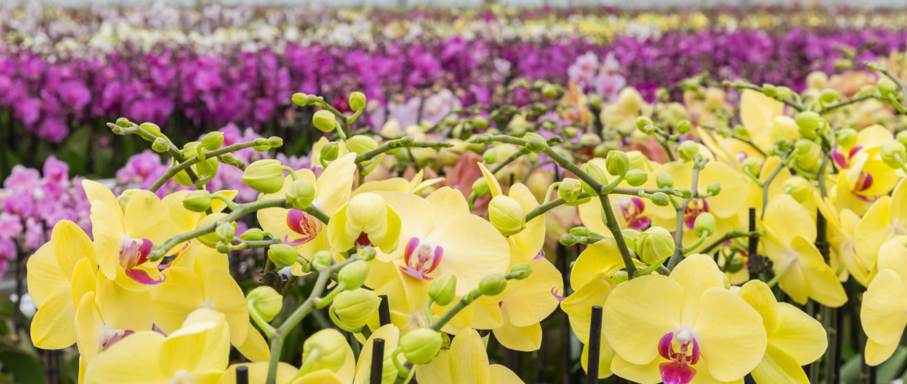 Burn, Baby, Burn!! Fungus Gnats on Orchids: 4 Methods that Worked